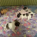 Papillon