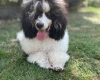 Miniature Poodle