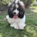 Miniature Poodle