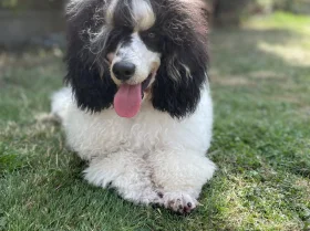 Miniature Poodle