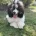Miniature Poodle