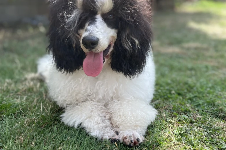 Miniature Poodle