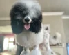 Miniature Poodle