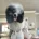 Miniature Poodle