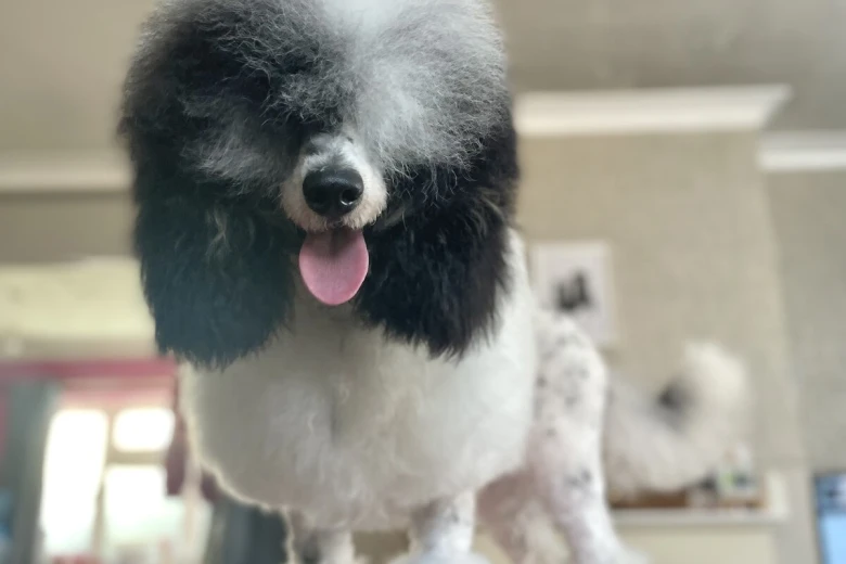 Miniature Poodle