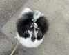Miniature Poodle