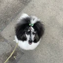 Miniature Poodle