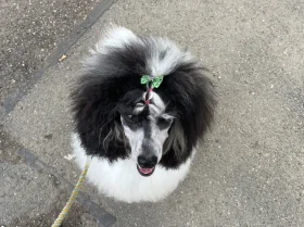 Miniature Poodle