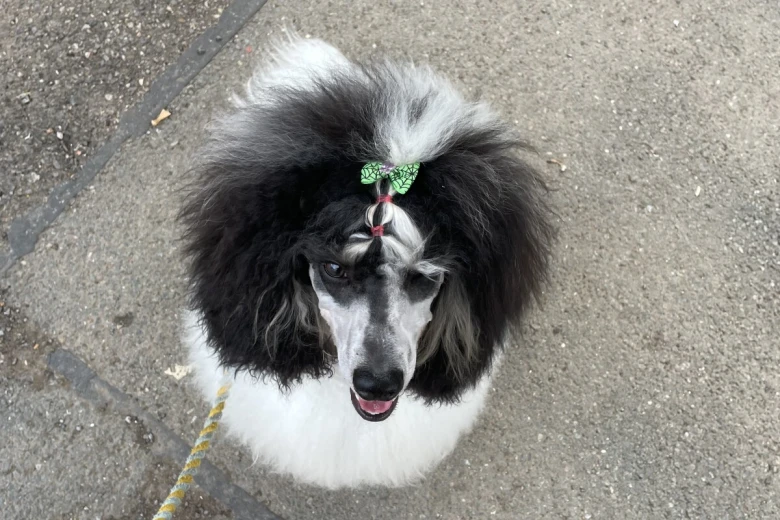 Miniature Poodle
