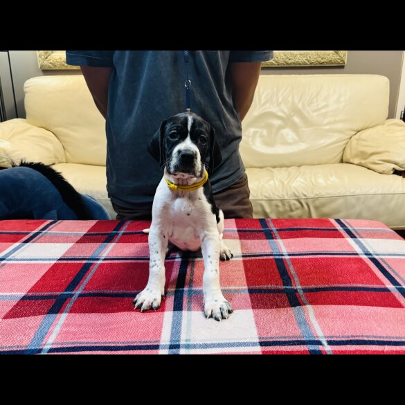 English Pointer