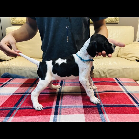 English Pointer