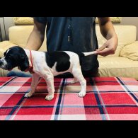 English Pointer