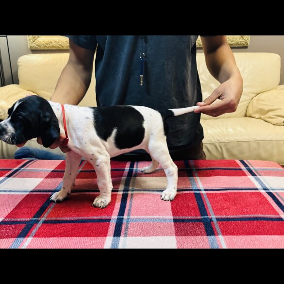 English Pointer