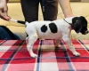 English Pointer