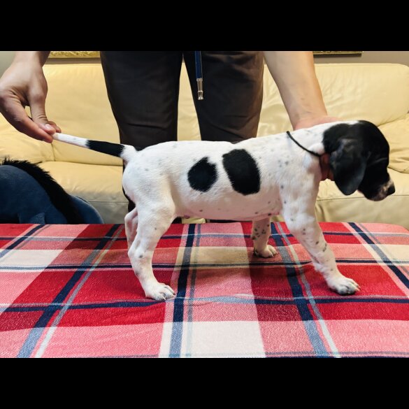 English Pointer