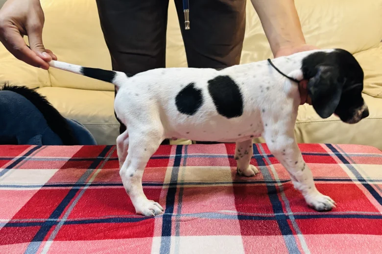 English Pointer