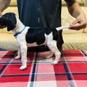 English Pointer