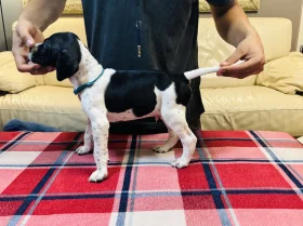 English Pointer