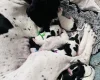 English Pointer