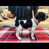 English Pointer