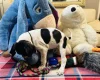 English Pointer