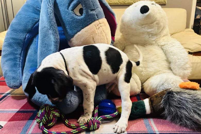 English Pointer