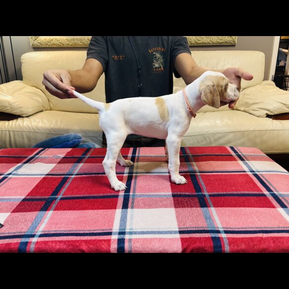 English Pointer