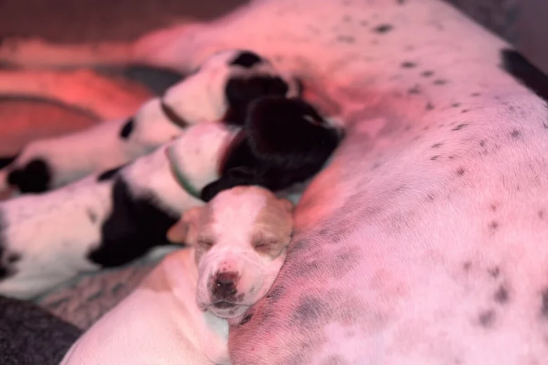 English Pointer