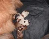 Pomchi