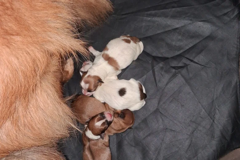 Pomchi