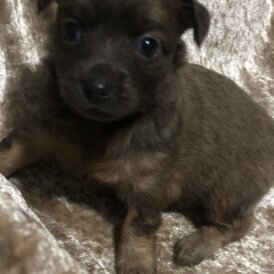 Pomchi