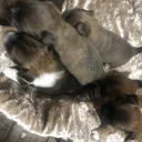 Pomchi