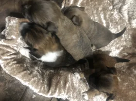 Pomchi