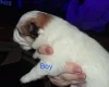 Pomchi