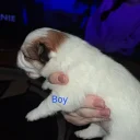 Pomchi