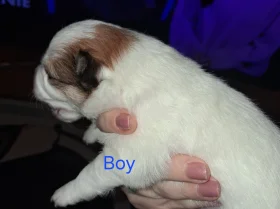 Pomchi