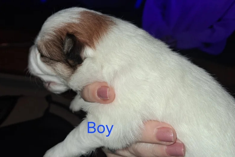 Pomchi