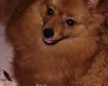 Pomchi