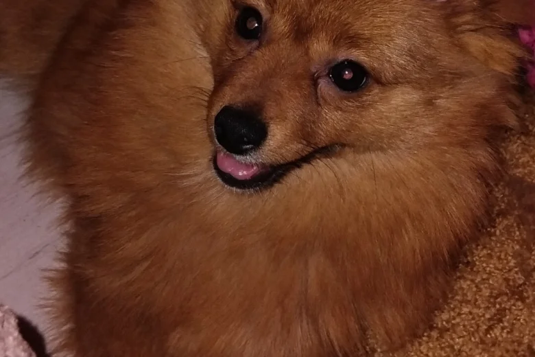 Pomchi