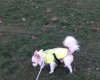Pomchi