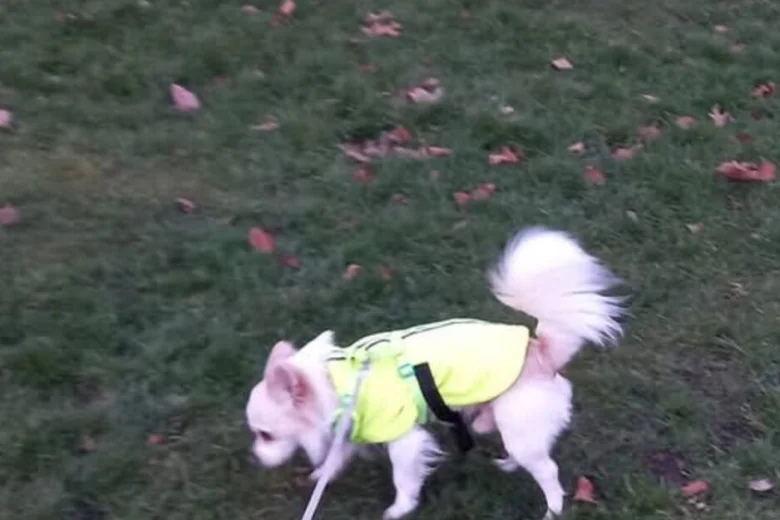 Pomchi