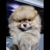 Pomeranian