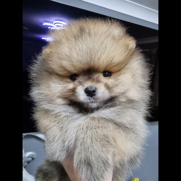 Pomeranian