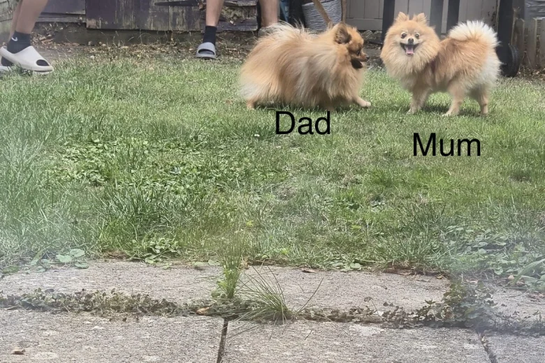 Pomeranian