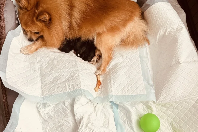 Pomeranian