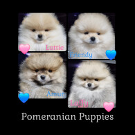 Pomeranian