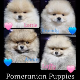 Pomeranian