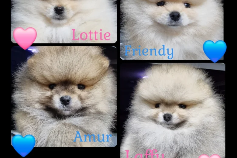 Pomeranian
