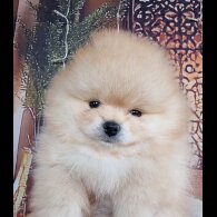 Pomeranian