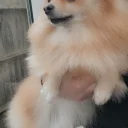 Pomeranian